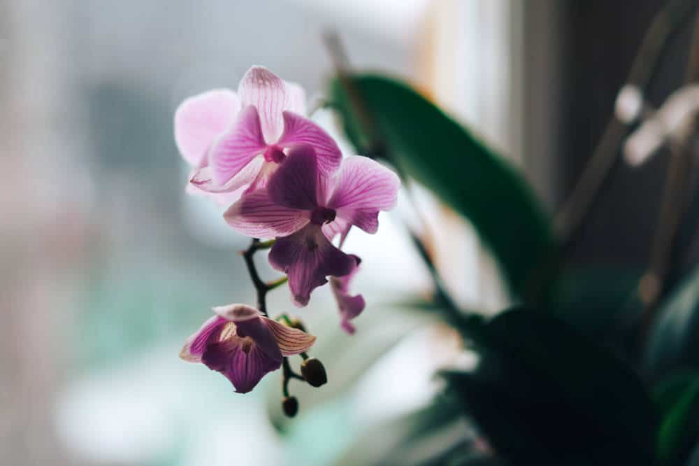 Orchid Symbolism in Feng Shui