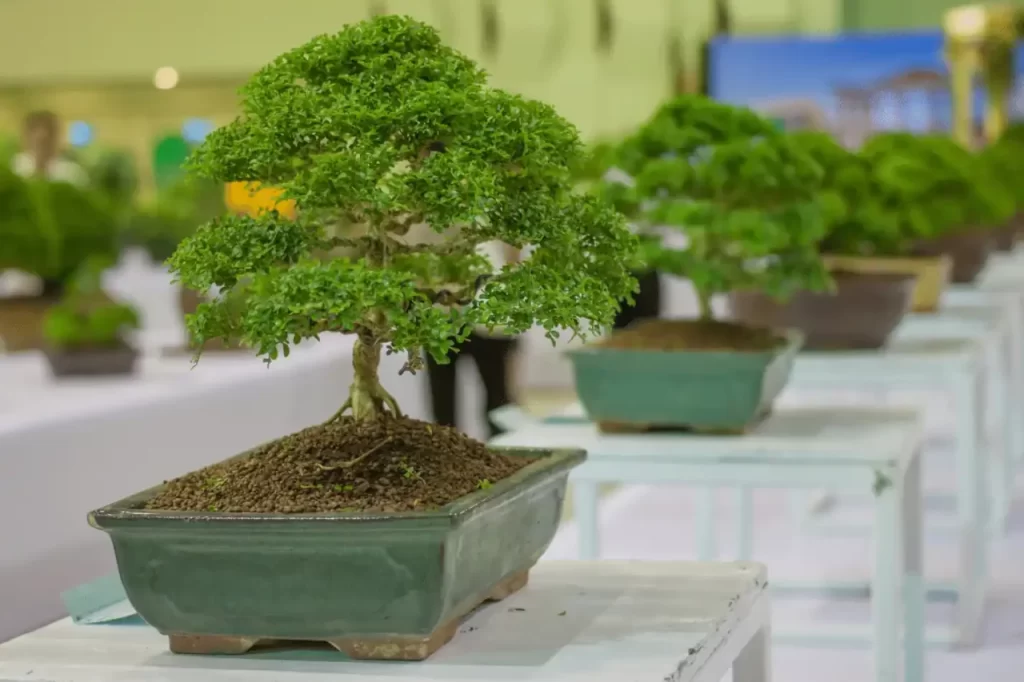 is bonsai boy legit 1280x853 1